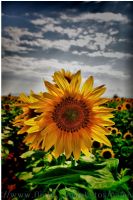 Sunflower - Fotoraf: lker zmen fotoraflar fotoraf galerisi. 