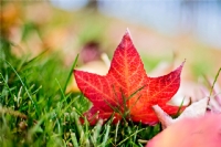 Sonbahar D - Autumn Fall