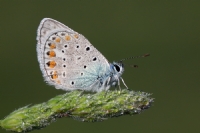 Çokgözlü Mavi (polyommatus İcarus) - Fotoğraf: Ertan Ertem fotoğrafları fotoğraf galerisi. 