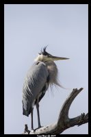 Blue Heron - Fotoraf: Ismet Unal fotoraflar fotoraf galerisi. 