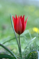 Manisa Lalesi (magnesian Tulip, Tulipa Orphanidea) - Fotoğraf: Ertan Ertem fotoğrafları fotoğraf galerisi. 