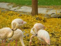 Flamingolar - Fotoraf: Tolga Demirel fotoraflar fotoraf galerisi. 