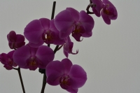 Orkide - Fotoraf: brahim zel fotoraflar fotoraf galerisi. 