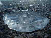 Yanlz Bir Denizanas - Fotoraf: Nuray Metli fotoraflar fotoraf galerisi. 