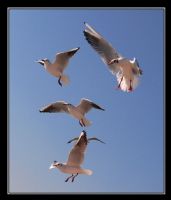 Mart�lar�n Beslenme Saati