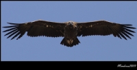Kara Akbaba Cinereous Vulture / Aegypius Monachus