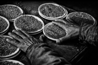 His... - Foto�raf: Avi Behar foto�raflar� foto�raf galerisi. 