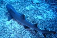 White Tip Reef Shark - Fotoraf: Cihan Diyala fotoraflar fotoraf galerisi. 
