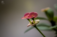 Euphorbia Milii (dikenli Ta)
