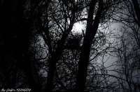 Karanlk Ormanlar.... ) - Fotoraf: mer ar Yedigz fotoraflar fotoraf galerisi. 