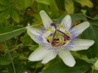 Passiflora - Fotoraf: Cihan Aybar fotoraflar fotoraf galerisi. 