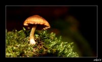 Fungi - Fotoraf: Erkin Erdem fotoraflar fotoraf galerisi. 