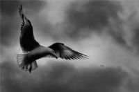The Bird Of stanbul - Fotoraf: Korhan Kalabak fotoraflar fotoraf galerisi. 