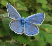 Polyommatus İcarus-çok Gözlü Mavi