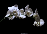 Orkide - Fotoraf: Bilge Trke fotoraflar fotoraf galerisi. 