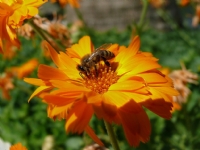 Ayn�sefa - Foto�raf: Hakk� U�kun foto�raflar� foto�raf galerisi. 