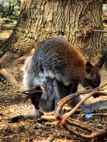 Kanguru - Fotoraf: Nebahat Yiit fotoraflar fotoraf galerisi. 