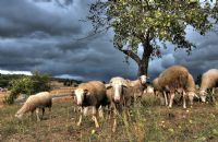 Koyunlar - Fotoraf: Hdayi Tapnar fotoraflar fotoraf galerisi. 