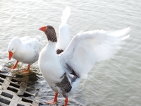 Donald & Daisy Duck :)