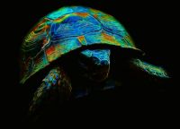 Inexpugnable Fractal Tortoise - Fotoraf: Atlm Glen fotoraflar fotoraf galerisi. 