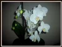 Orkidem iek At Nihayet