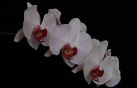 Orkide - Fotoraf: Fikri Arslankocaeli fotoraflar fotoraf galerisi. 