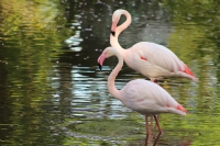 Flamingos - Fotoraf: T Yilmaz fotoraflar fotoraf galerisi. 