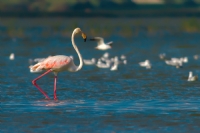 Flamingo - Fotoraf: Pnar in fotoraflar fotoraf galerisi. 