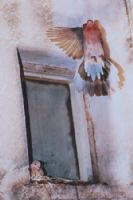 Annesi Yavrusuna U�may� ��retiyor