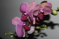 Orkide - Fotoraf: Hseyin Batal fotoraflar fotoraf galerisi. 