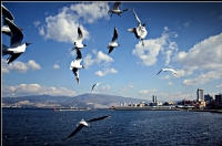 Körfez Kuşları.. - Fotoğraf: Mustafa Ertin fotoğrafları fotoğraf galerisi. 
