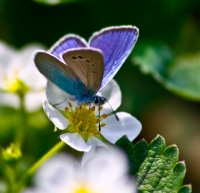 Butterfly - Fotoraf: Fatih Karabayr fotoraflar fotoraf galerisi. 