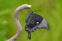 Papilio Palinurus - Fotoğraf: Gazi Sahin fotoğrafları fotoğraf galerisi. 