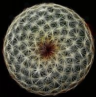 Fibonacci’s Fractal Circular Symmetry