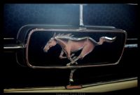 Mustang 69 - Fotoraf: Ramazan Ycel ner fotoraflar fotoraf galerisi. 