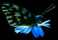 Dream Of Butterfly Effect - Fotoraf: Atlm Glen fotoraflar fotoraf galerisi. 