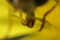 Ar Ve Polen - Fotoraf: Emre Koak fotoraflar fotoraf galerisi. 