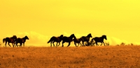 Spil İn Yılkı Atları 1 - Fotoğraf: Ertan Ertem fotoğrafları fotoğraf galerisi. 