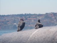 Seyr-i stanbul - Fotoraf: Borga Tansel fotoraflar fotoraf galerisi. 