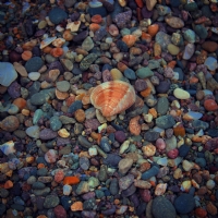 Sea Shell - Fotoraf: Fatih Snmezolu fotoraflar fotoraf galerisi. 
