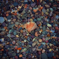 Sea Shell