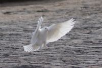 Bara  Alan Kanat - Fotoraf: Yksel Ark fotoraflar fotoraf galerisi. 