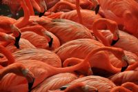 Flamingo - Fotoraf: Eray Diler fotoraflar fotoraf galerisi. 