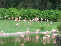 Flamingo - Fotoraf: Cihan Tuna fotoraflar fotoraf galerisi. 