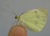 Beyaz Kelebek - Fotoraf: Mehmet Emin Tan fotoraflar fotoraf galerisi. 