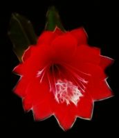 Enigmatical Red Fractal Flower