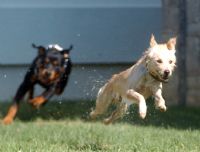 Terrier- Rottwailler - Fotoraf: Burhan Cinar fotoraflar fotoraf galerisi. 