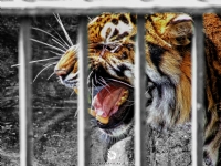 Tigers - Fotoğraf: Tolga Özdöl fotoğrafları fotoğraf galerisi. 