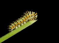 Caterpillar - Fotoğraf: Ertan Ertem fotoğrafları fotoğraf galerisi. 
