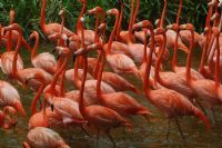 Turuncu Flamingolar - Fotoraf: Gkhan Gnen fotoraflar fotoraf galerisi. 